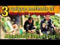 3 unique methods of Marigold Propagation, Absolutely no cost