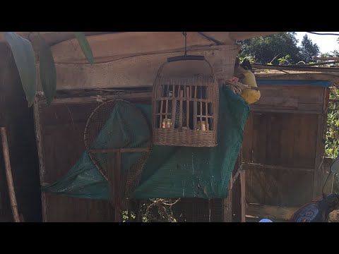 Nghe tiếng chim đa đa gáy | Chim hay TV