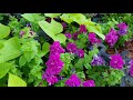 July 8, 2018 Kansas Tropical Garden Tour