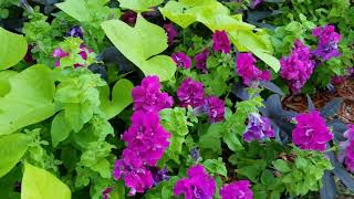 July 8, 2018 Kansas Tropical Garden Tour