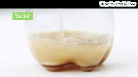 How To Make A Plastic Bottle Mosquito Trap