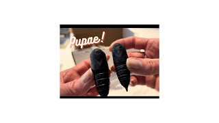 Unboxing Imperial Moth Pupae