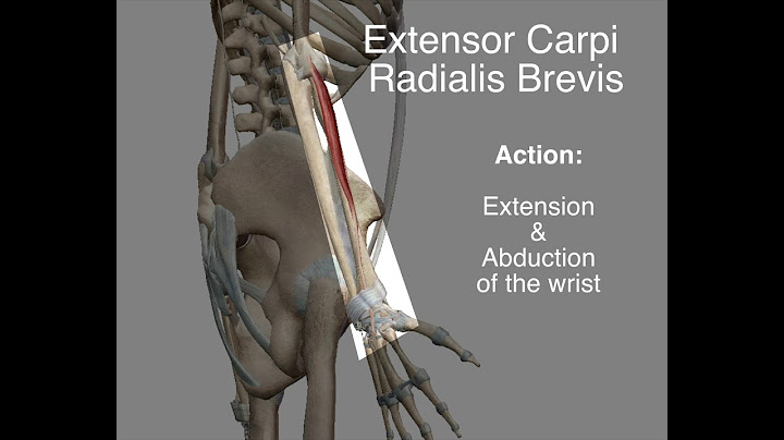 Extensor Radialis Brevis - Origin & Insertion