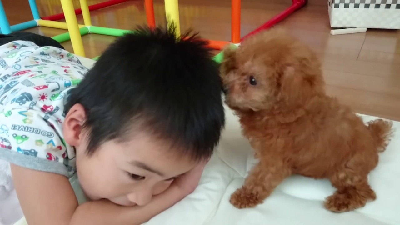 トイプードル 赤ちゃん ４日目 一番人気 めちゃかわいい 犬 Toy Poodle Doggy Dog Name Is Hime Age 3 Months Youtube