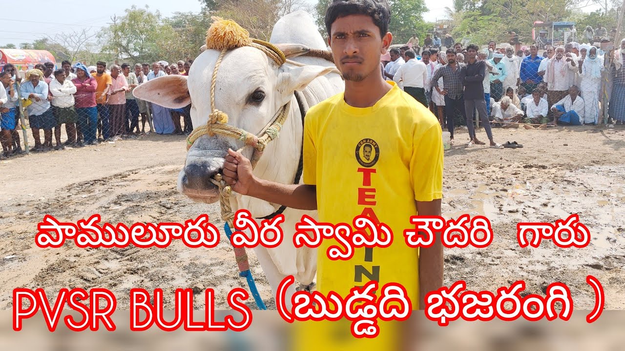 ఆకుల గణపవరం సీనియర్స్  2 వ జత PVSR BULLS పావులూరి వీరస్వామి చౌదరి (బుడ్డది బజరంగి)