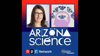 Investigating the imaginative part of the human brain