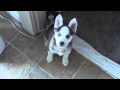 Husky puppy talking saying i love you