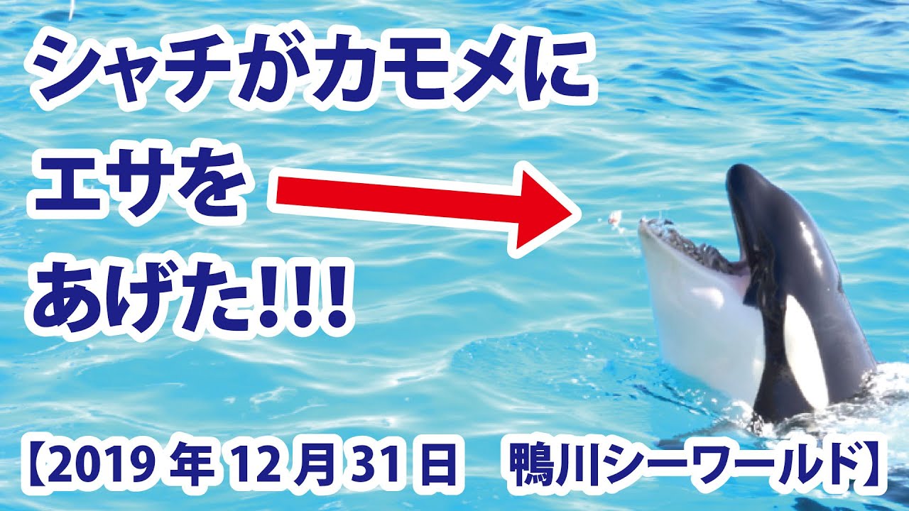 シャチがカモメにエサをあげた 19年12月31日 鴨川シーワールド