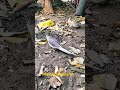 Mithoo masti video #video #birds #cute #pets #cocktail