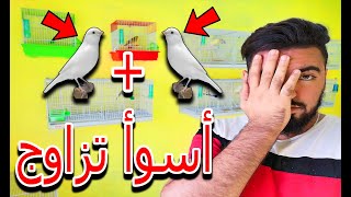 شاهد أسوأ تزاوج يمكنك ان تقوم به | و هذا هو الحل المناسب 