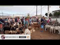 FEIRA DE CAPRINOS E OVINOS CABRAS OVELHAS BODE E CARNEIRO DE SURUBIM-PE SEXTA-FEIRA 14-01-2022