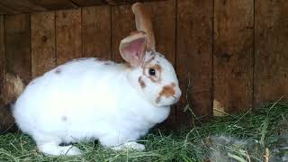 Кролики на даче. У крольчихи Вальки новый окрол! 10 крольчат! Они такие разноцветные ... 🙊🙉🙈