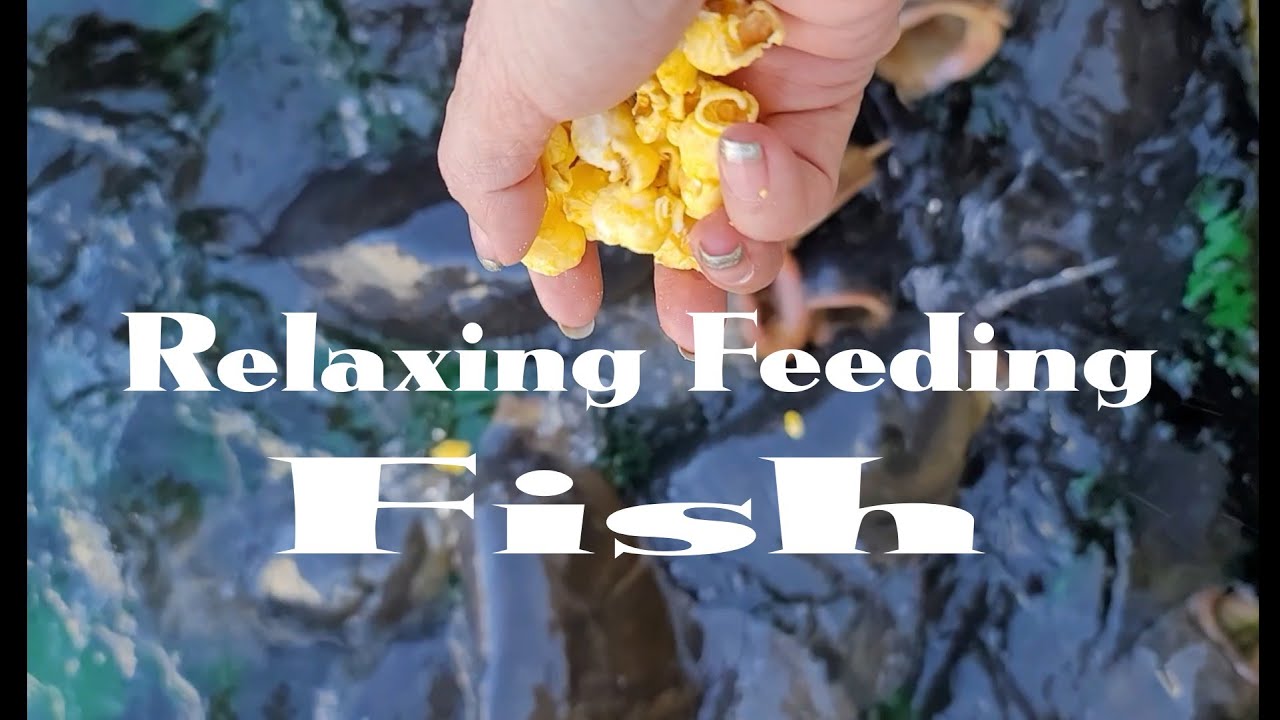 RELAXING FEEDING FISH ASMR #feedingfish #relaxing #enjoy #youtubeshorts ...