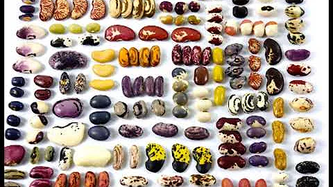 Crazy Plants You Never Knew You Could EAT