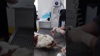 Newborn puppies have a relatively high body temperature and require a relatively high ambient temper by Pet Midwifery 796 views 2 months ago 1 minute, 28 seconds