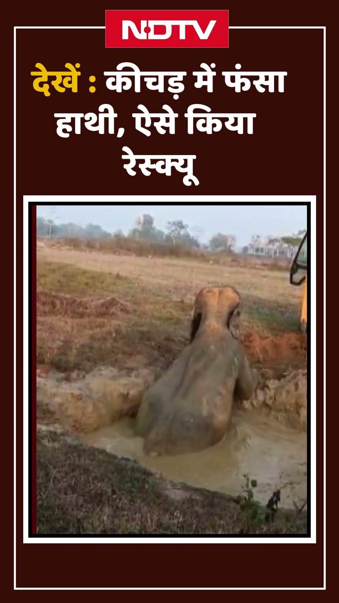 कीचड़ में फंसे हाथी को 3 घंटे की मशक्कत के बाद कैसे किया Rescue? देखें | Assam News | Shorts