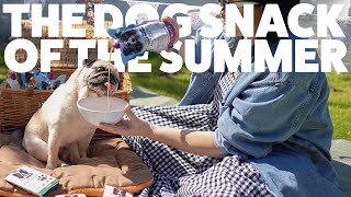 Puggy goes on a picnic