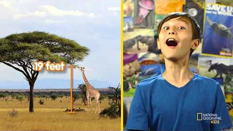 How Tall Is It? | Nat Geo Kids By the Numbers Playlist
