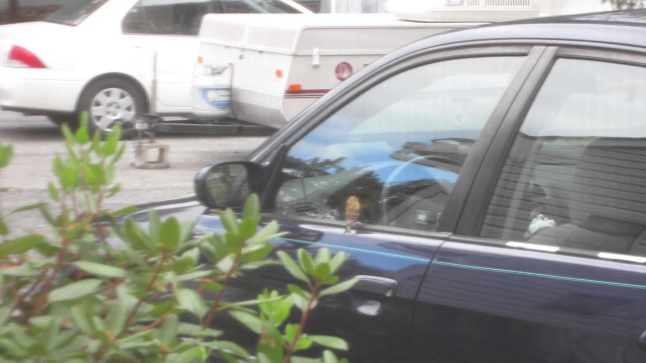 catnip oil Birdy Love - With herself that is.. ?