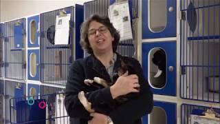 Pet Talk Ep. 4 Kitten Season