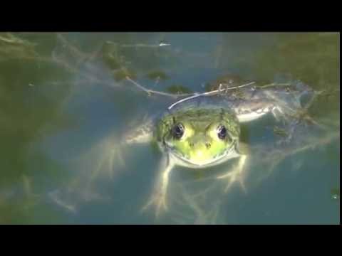 Video: Agterplaas-damwatervalle - hoe om 'n damwaterval in die tuin te bou