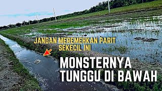 Casting Haruan Sawah Padi Dapat MONSTER Tak Terduga screenshot 1
