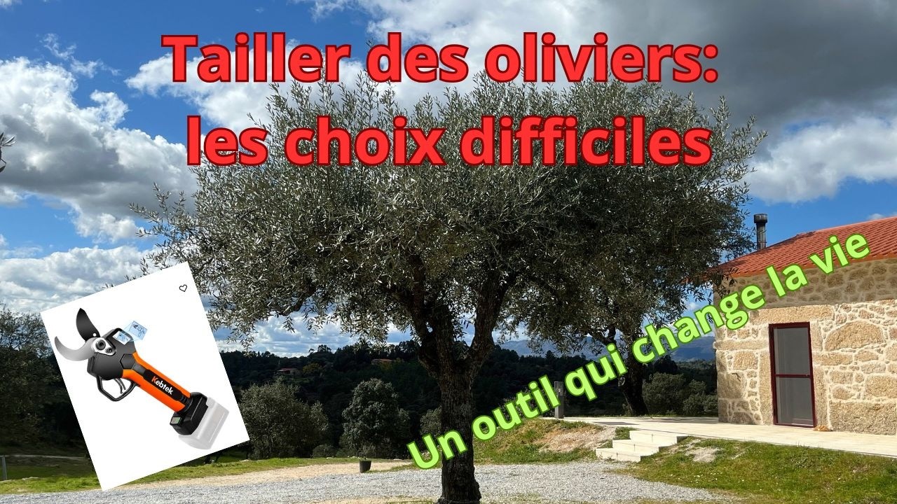 taille des oliviers: les choix difficiles