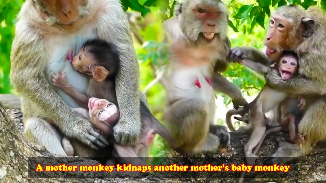 The mother monkey had a baby monkey but still kidnapped the baby of another mother monkey to torture