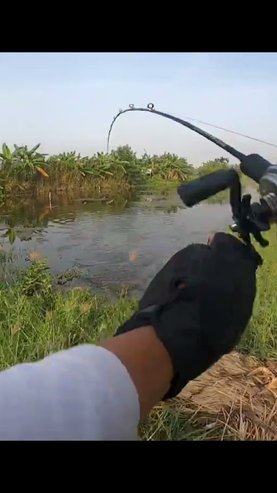 Awesome, the bait suddenly appeared #fishing #fishing #funfishing #angler #wildfishing #fyp #fy