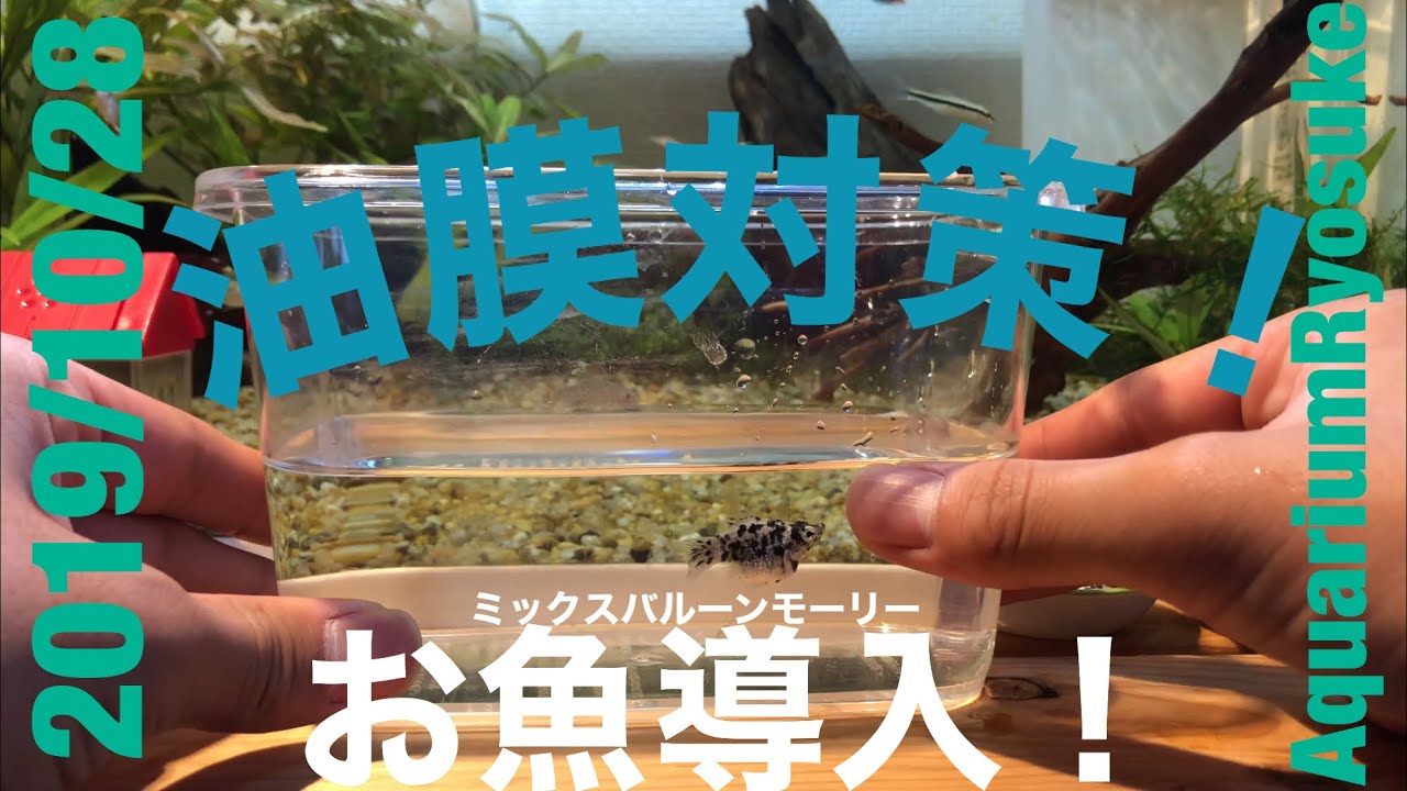 水槽の油膜対策に新しくミックスバルーンモーリーを導入しました Youtube 水槽の油膜対策に新しくミックスバルーンモーリーを導入しました Youtube