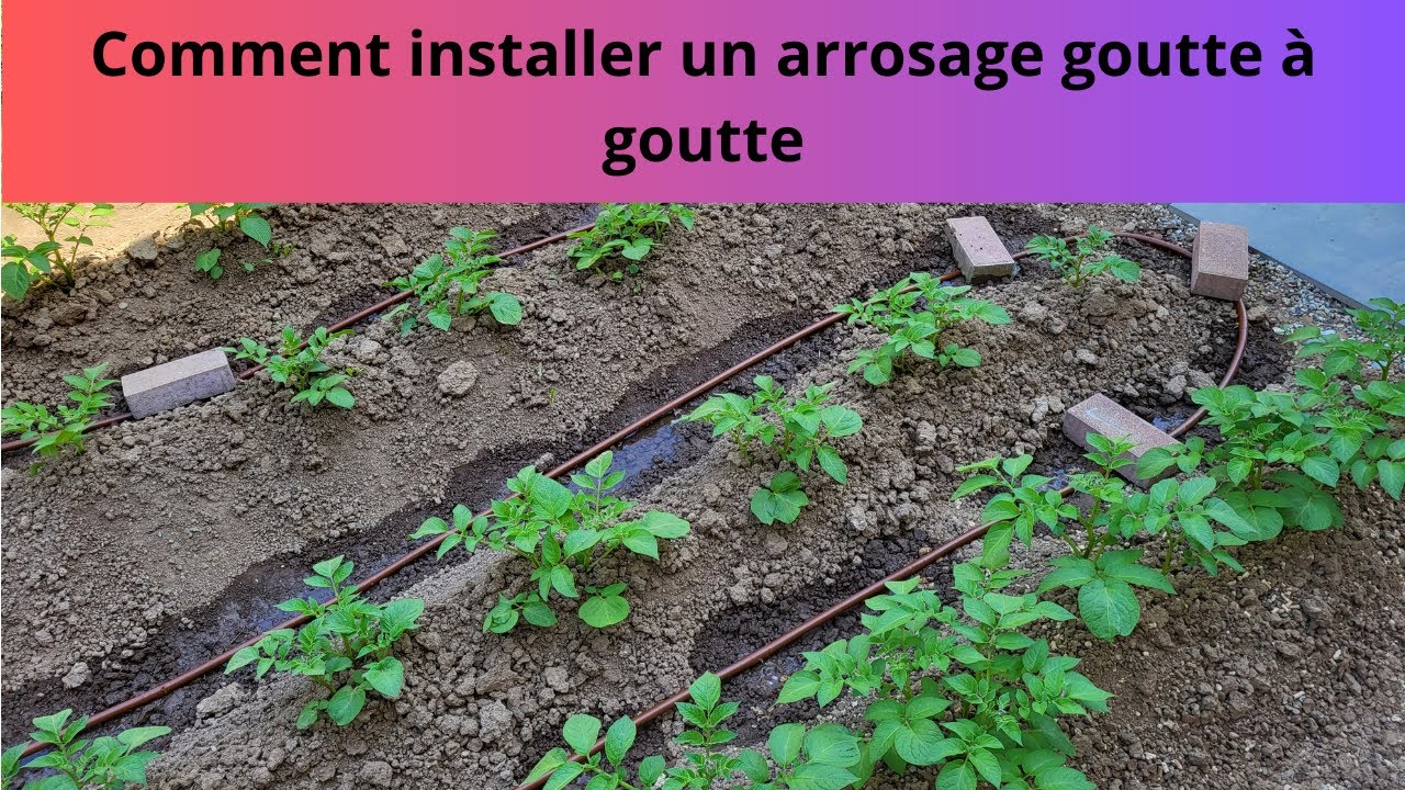 Comment installer un arrosage goutte à goutte
