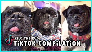 Best compilation of Kilo the Pug shorts by Talent Hounds 657 views 2 years ago 5 minutes, 2 seconds