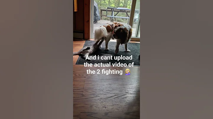 Watch the video about Egyptian Mau kitten VS. King Charles Terrior 😆