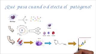 ¿Cómo circulan los leucocitos? Parte 1 (área inmunología)