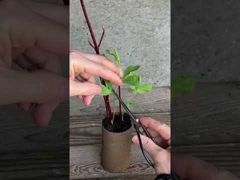 PINCHING OUT SWEET PEAS