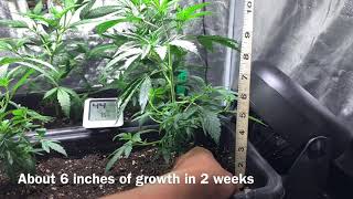 MARS HYDRO SP-150 | GROW DIARY PT. 2