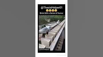 So Funny 🪿🪿😂😂😂😂