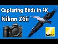 Capturing Birds in 4K - Nikon Z6II