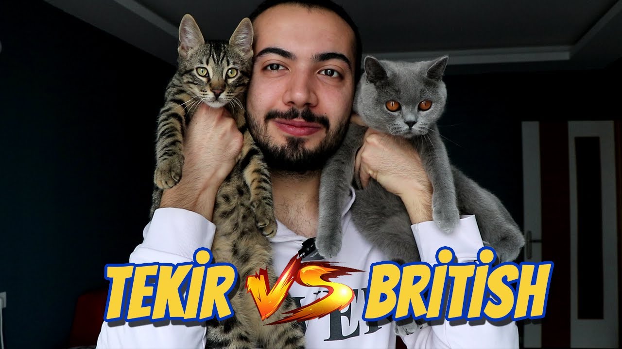 sokak kedisi vs cins kedi tekir mi british mi youtube