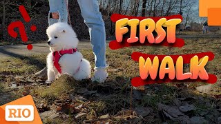 Walking the Samoyed Dog