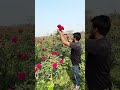 Roses are blooming