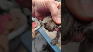 German wire hair quick discussion of short toenails