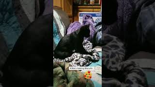 Kitten making the best biscuits in town #funny #pets #cat #cats #cute #funnyvideo #short #fyp #lol
