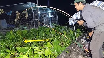 Ra bè câu ổ cá dồ đém, cá tra, cá cóc - Dô ổ săn cá chép, cá rô phi | Câu cá ổ T249