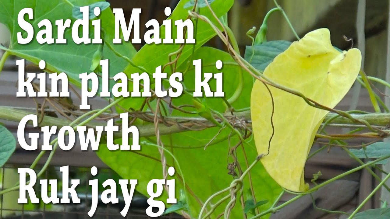 Sardi Main Kin Plants Ki Growth Ruk Jay Gi | Dormancy Period for Plants ...