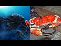 Pterygotus vs tasmanian giant crab