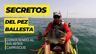 CONOCIENDO AL BALISTES CAPRISCUS- Pesca del pez ballesta o cochino 2019