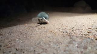 Deer Mouse