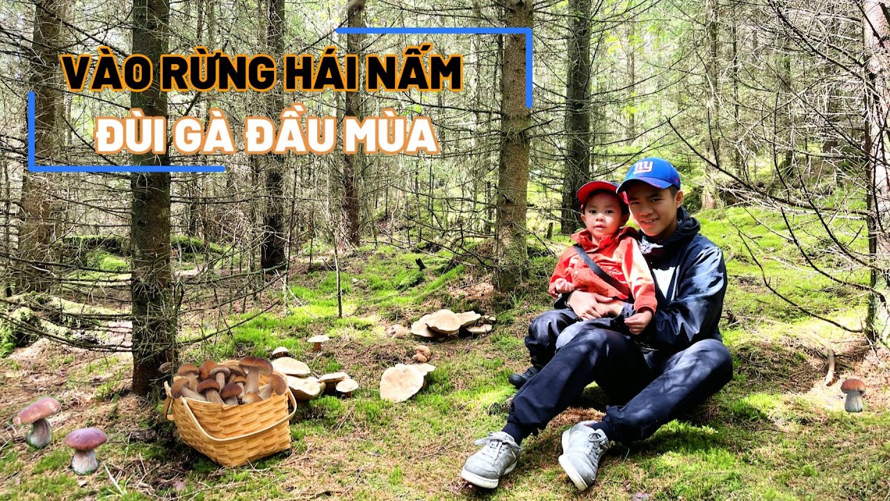 HÁI NẤM RỪNG 2023 :#2 HÁI NẤM ĐÙI GÀ ĐẦU MÙA (MUSHROOM FORAGING!GIANT ...