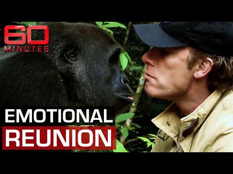 Man and gorilla's unforgettable reunion after years apart | 60 Minutes Australia